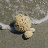 WELL KEPT Sea sponge / Large