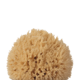 WELL KEPT Sea sponge / Large